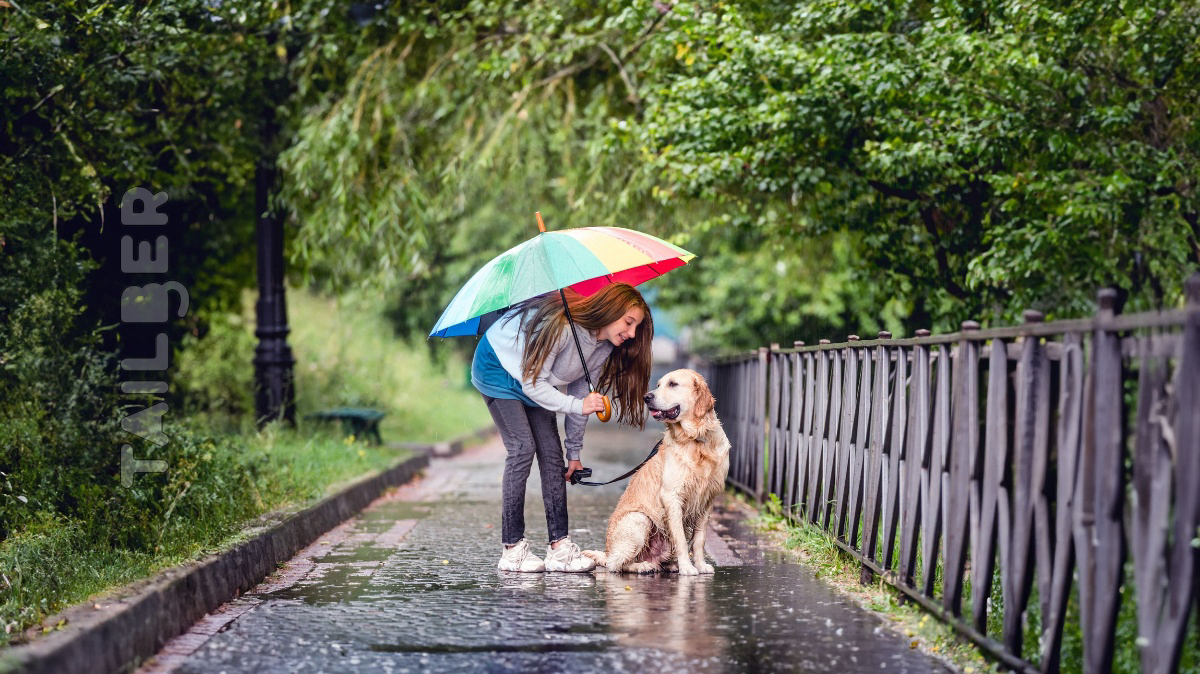 5 Must Needed essentials for your dog during rainy day walks article image