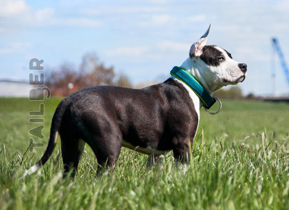American Staffordshire Terrier