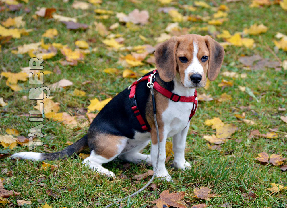 Beagle