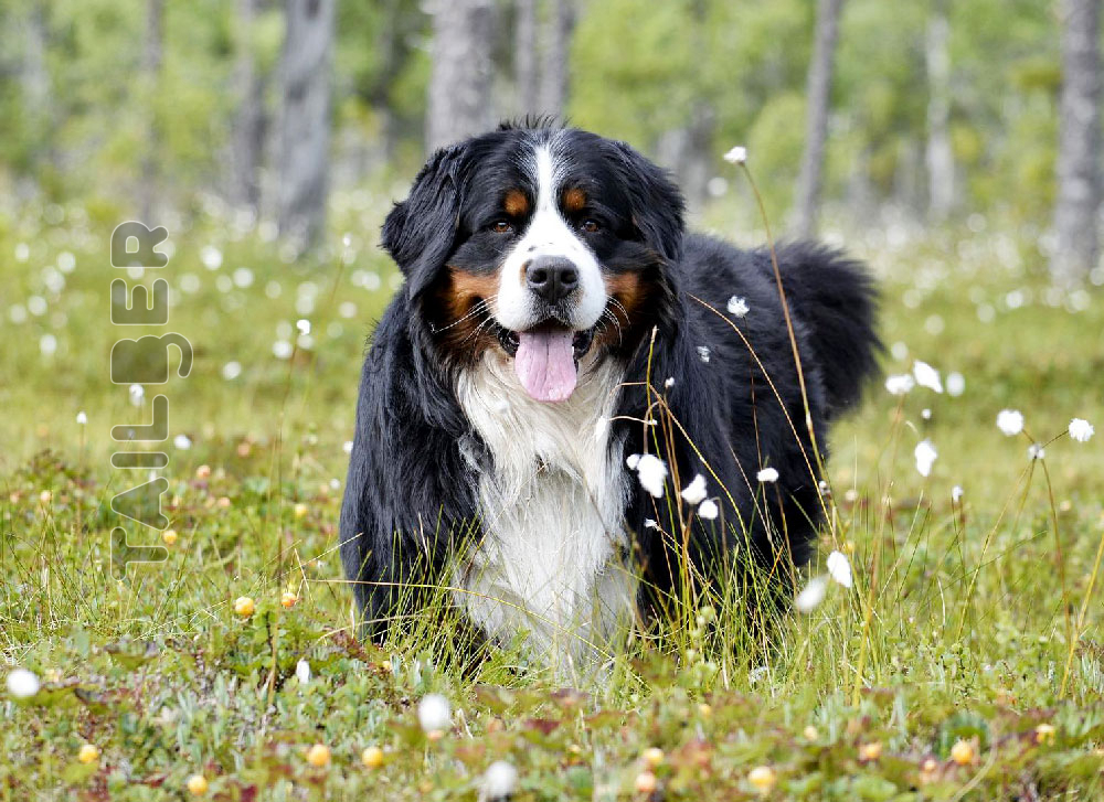 Bernese Mountain Dog