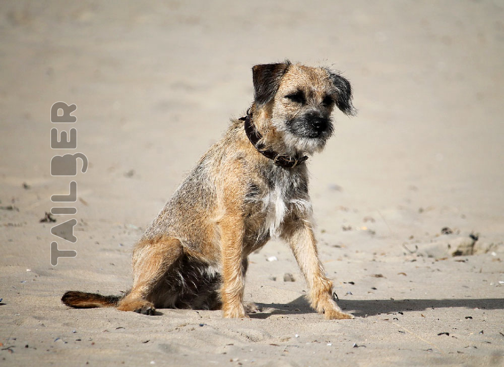 Border Terrier