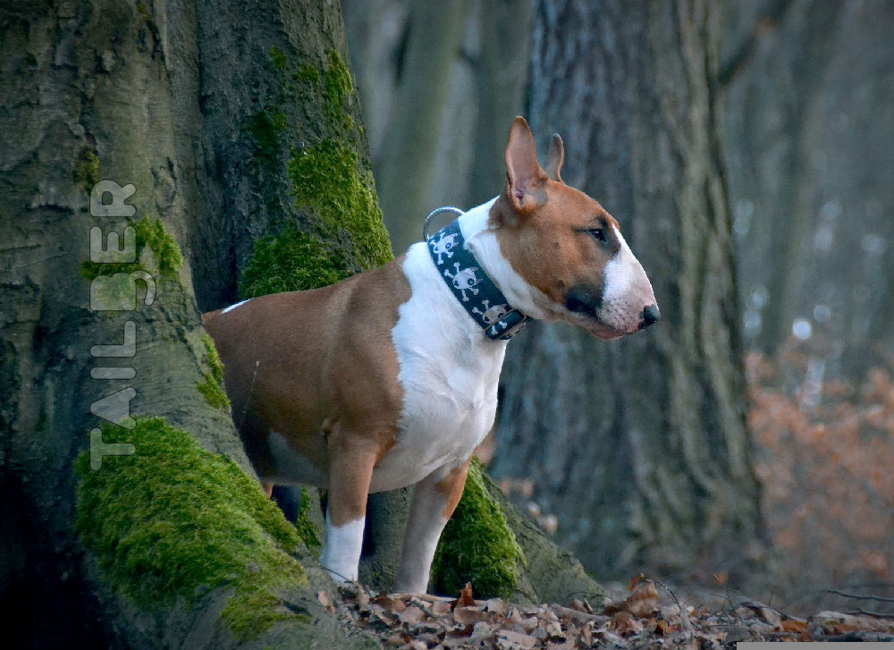 Bull Terrier