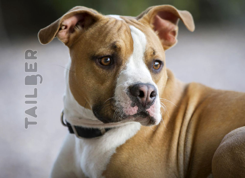 Bullboxer Pit