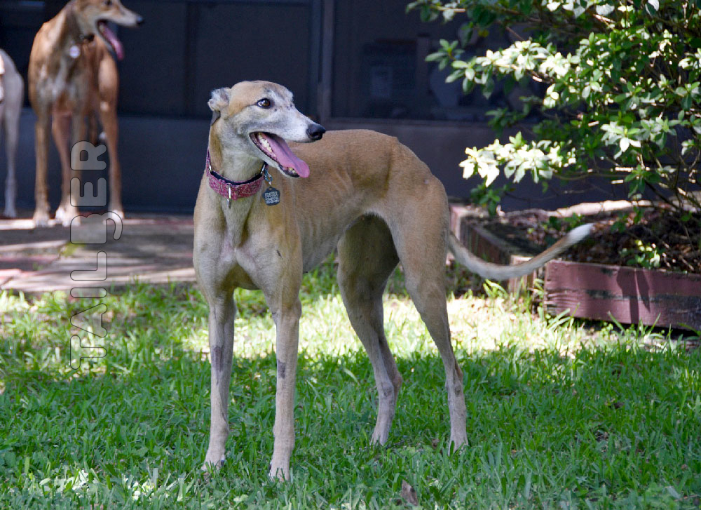 Greyhound