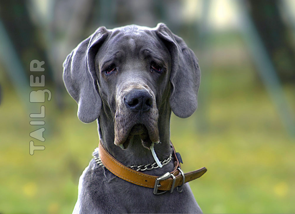 Mastiff
