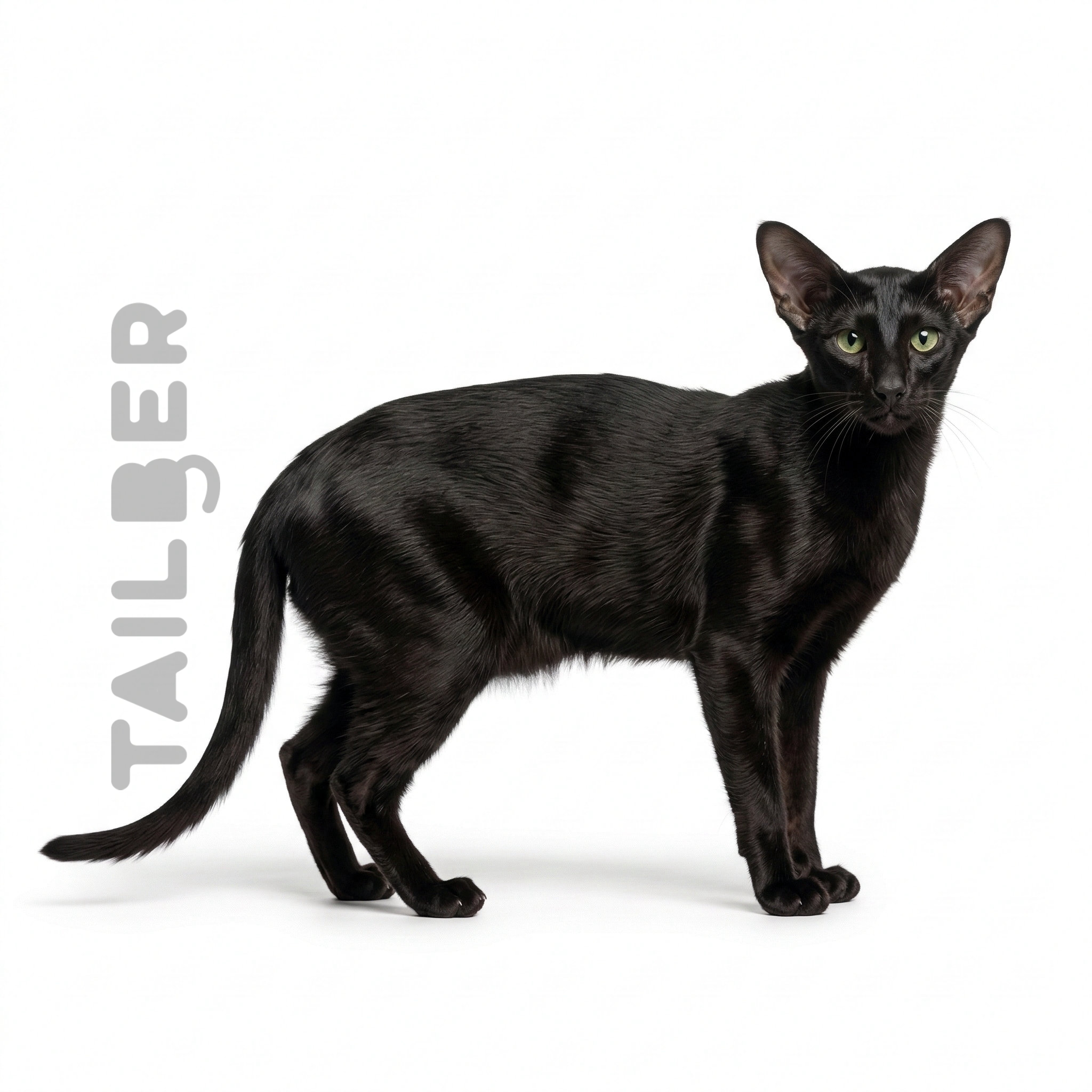 Oriental Shorthair