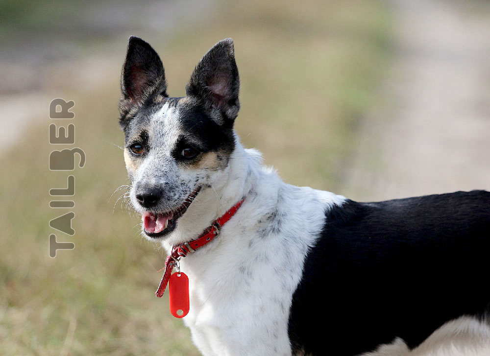 Rat Terrier