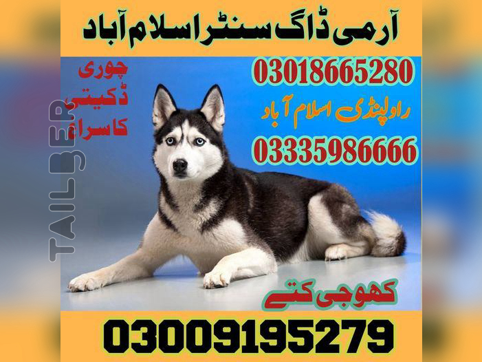 Army Dog Center Islamabad | 03018665280