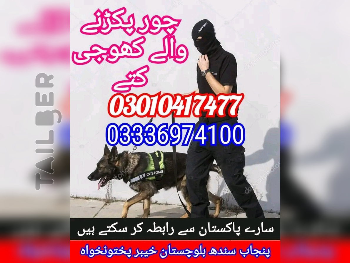 Army dog center karachi 03336974100