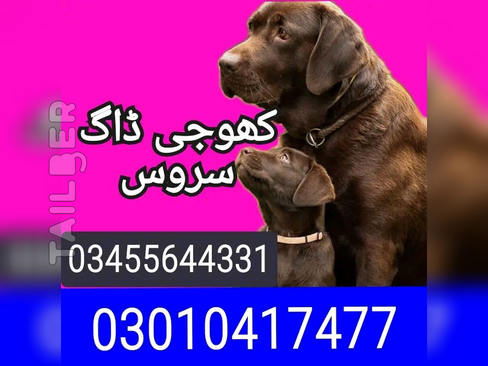 Army dog center hyderabad 03010417477 (کھوجی کتے)