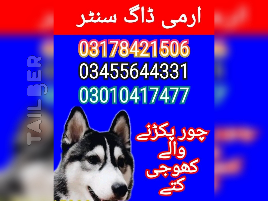 Army dog center okara 03010417477