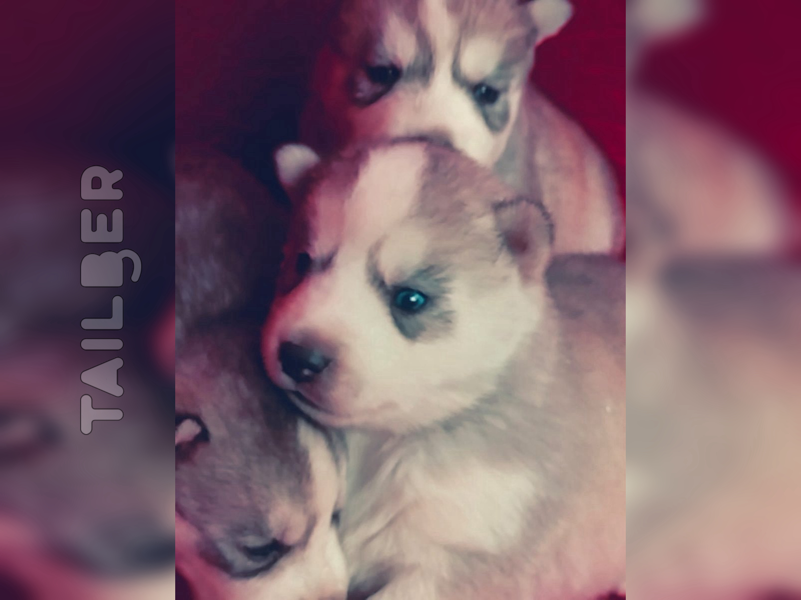 Siberian Husky puppy for sale