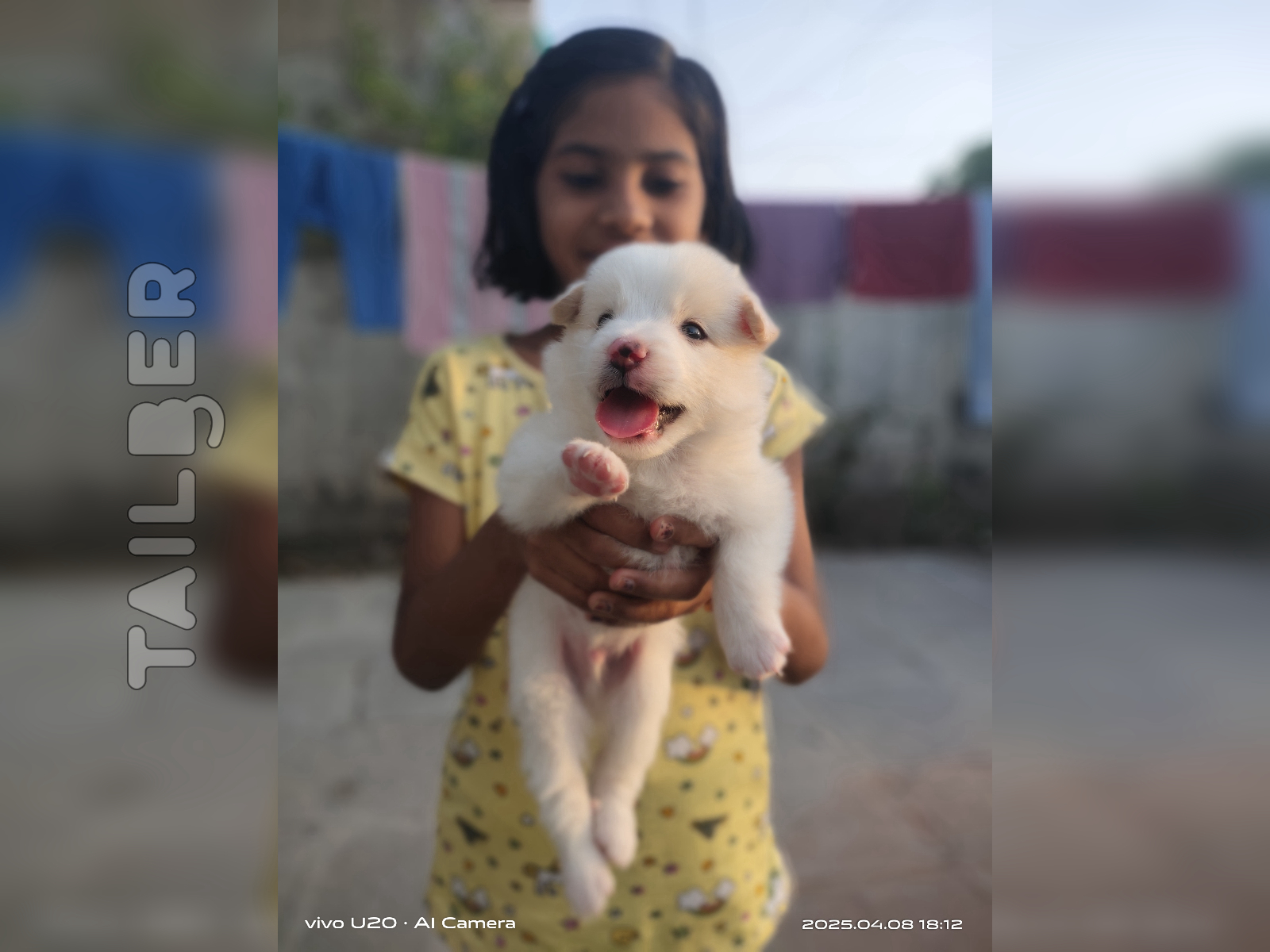 Pom Puppies Available 